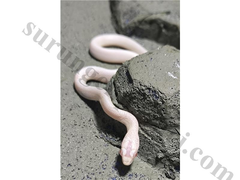 Corn Snake Özel Renk Palmetto TR Tek 
