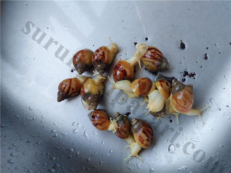 Dev afrika salyangozu yavruları 