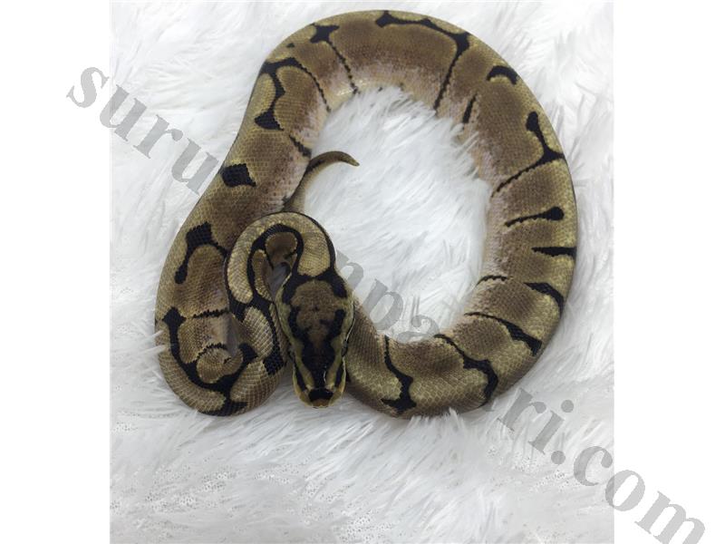 Ball Python Morphs