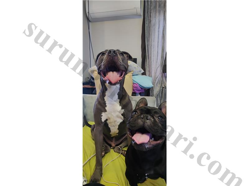 Sürüngen takası french bulldog 10 aylık erkek