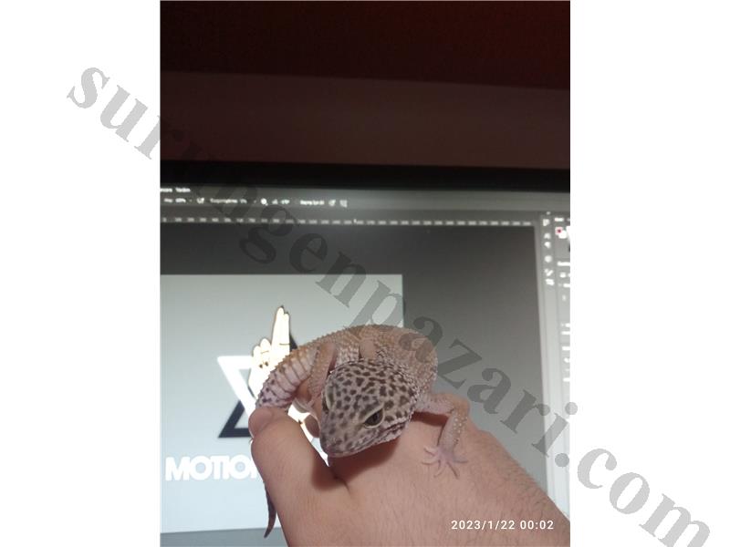 Çok Sağlıklı dişi, 2 yaşında leopar gecko