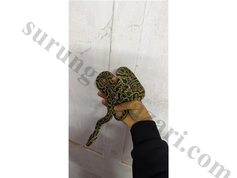 Labyrinth burma yavrusu