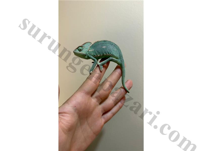 SAĞLIKLI YEMEN BUKALEMUN