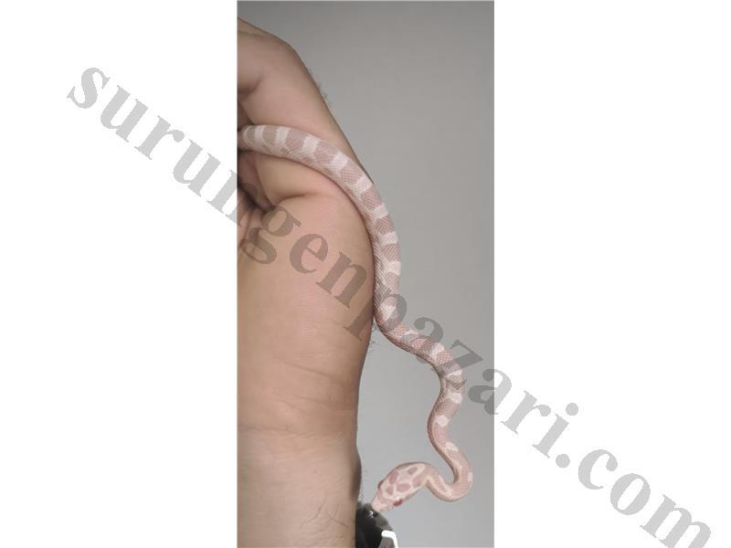 Corn Snake Snow 