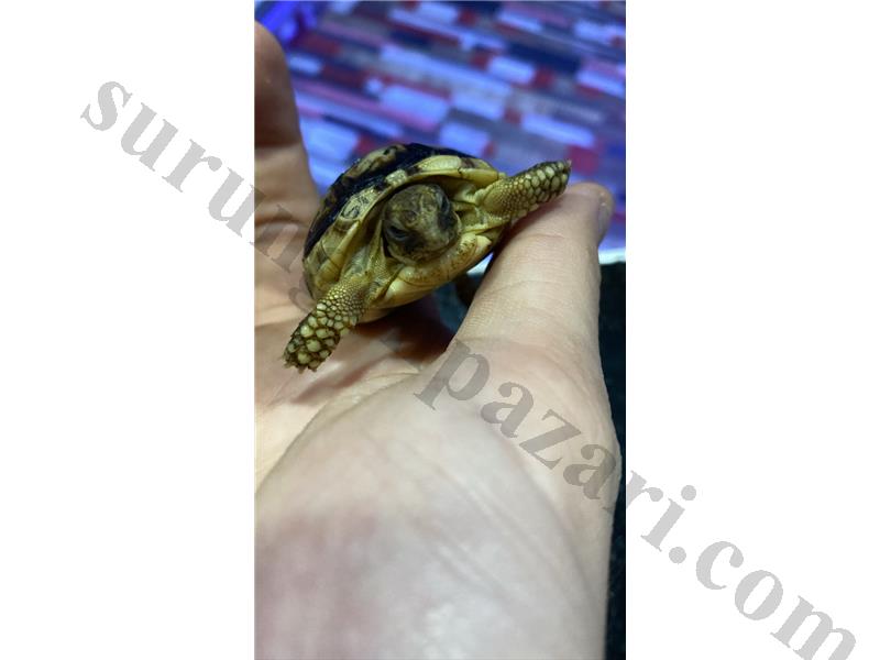 Özel tür sulcata 