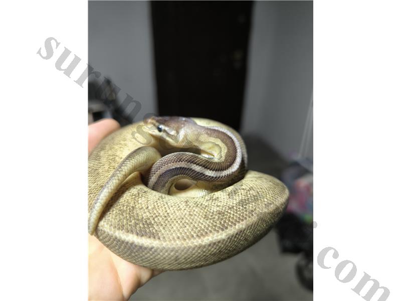 Ball Python 