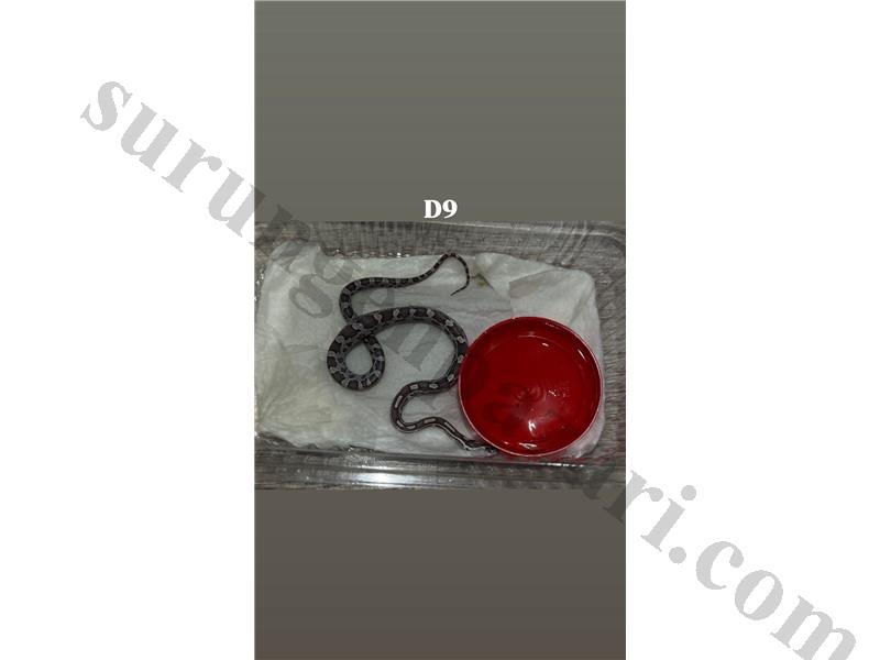 SON CORN YAVRULARI KAÇMAZ