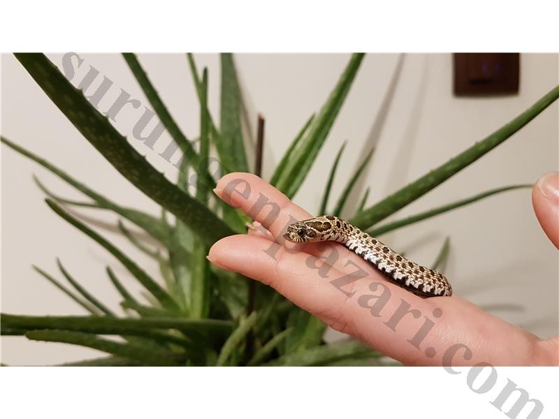 Hognose