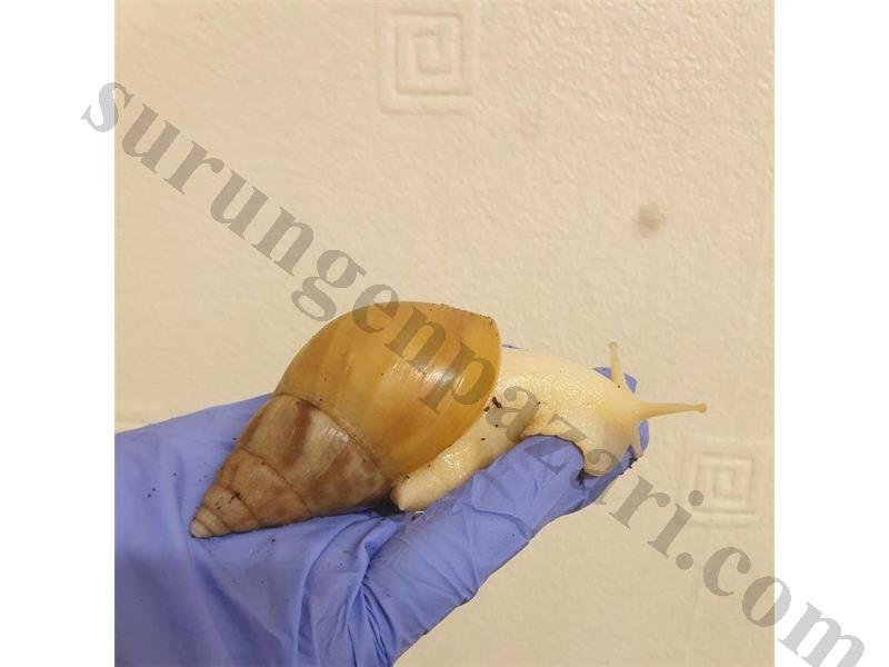 dev afrika salyangozu büyük boy anaç