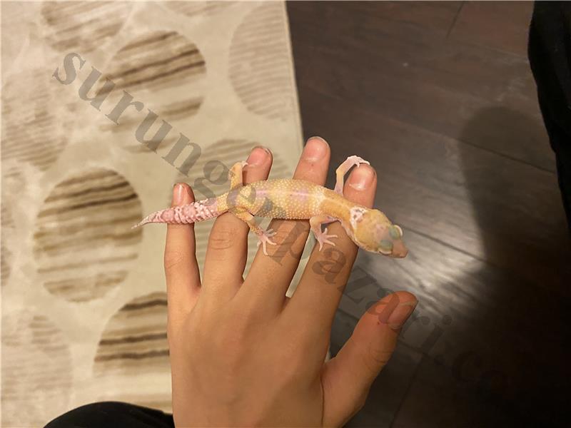 Acil satılık özel morph leopard gecko pazarlık vardır