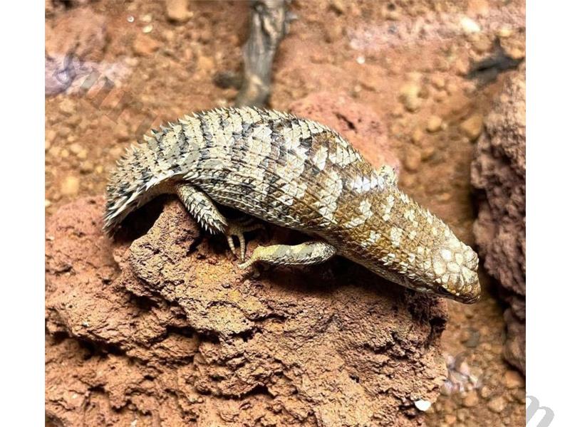 Cüce Dikenli Kuyruklu Kertenkele – Egernia Depressa