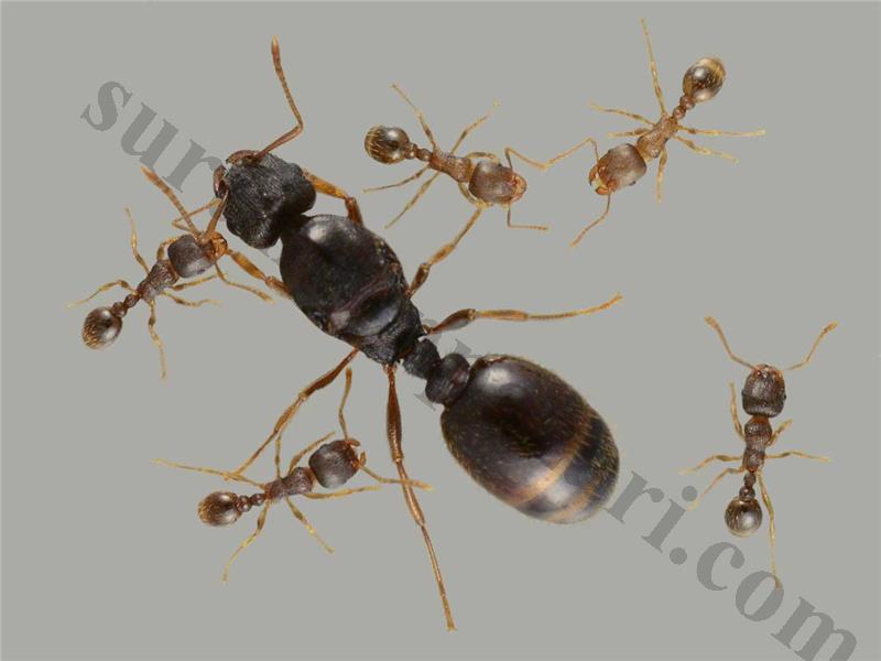 /ilanimg/977309964808580733-163696277-695117726-12786267757683677808580733Tetramorium-immigrans_queen-colony-ant-for-sale-buy-hangya-vasarlas-kiralyno-kolonia-hazi-gyepi-gyepihangya-pavement-pave-ant.jpg