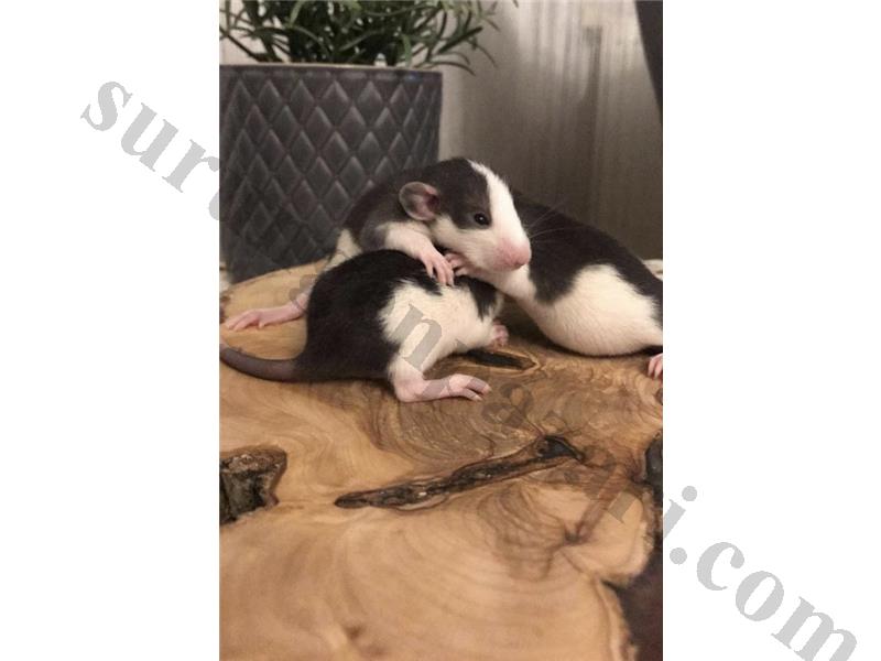 DUMBO VE FANCY HUSKY RAT YAVRULARI