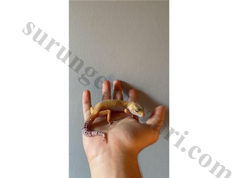 ACİLL SATILMALI!!!! Leopard Gecko