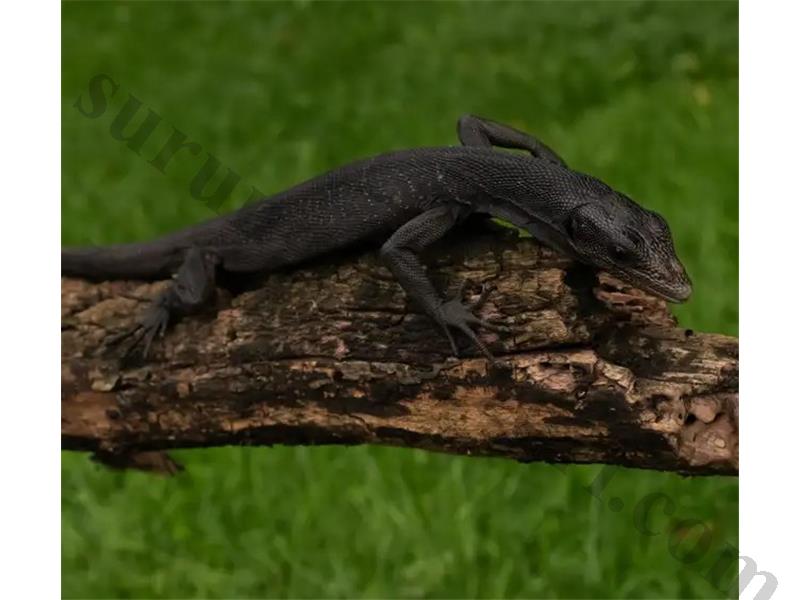 Kara ağaç monitörleri (Varanus beccarii)