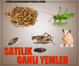 surungenpazari.com