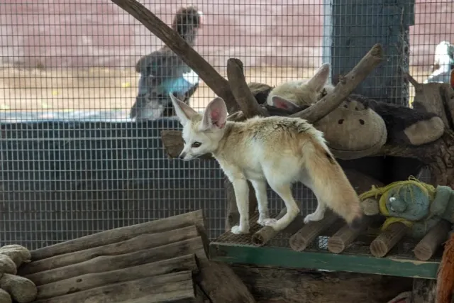 Fennec Fox: Çöl Tilkisi Sahipliği