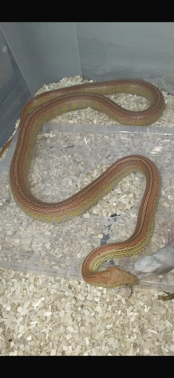 CORN SNAKE 5