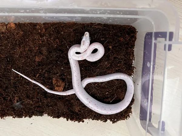 Yavru Palmetto Corn Snake - Antalya konumunda Satılık ilan