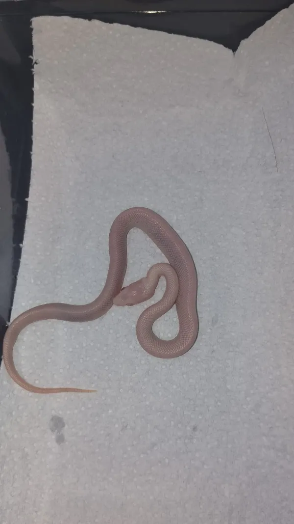 🔥 Üst Düzey Corn Snake Morfları – Kaçırılmayacak Fırsat! 3