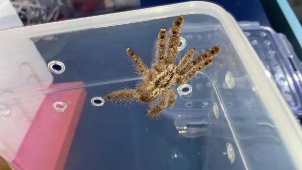 Maculata L8-L9 Dişi 1