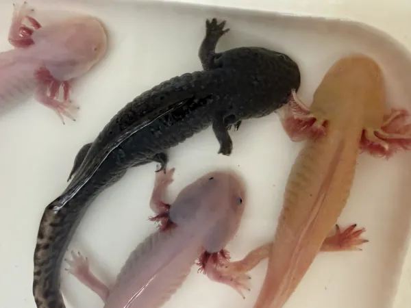 5 adet büyük boy axolotl 2