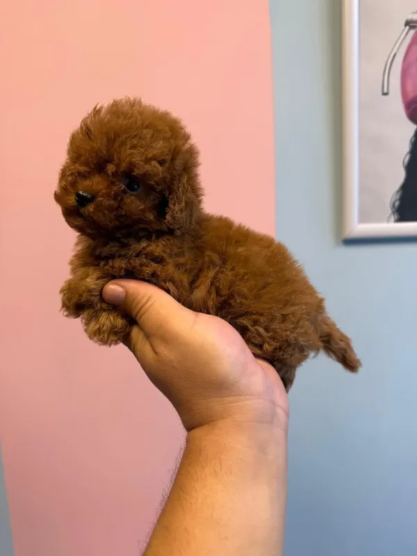 Poodle yavrular - İstanbul konumunda Satılık ilan