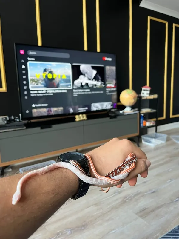 Corn snake 4 farklı morph - İstanbul konumunda Satılık ilan
