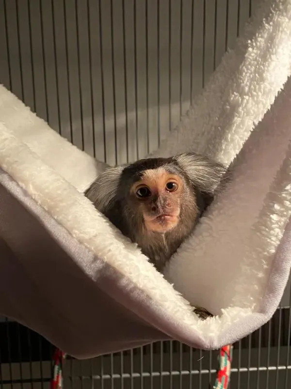 Common marmoset parmak maymun (erkek) - Antalya konumunda Satılık ilan
