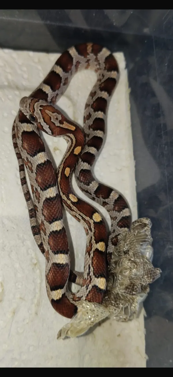 CORN SNAKE 2