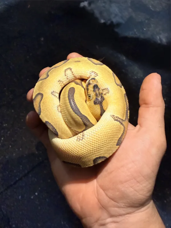 PASTEL DİŞİ BALL PİTONU 1