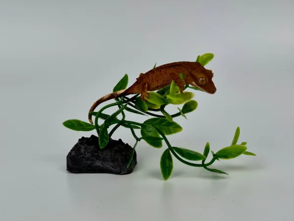 Sağlıklı Yavru Crested Geckolar 1