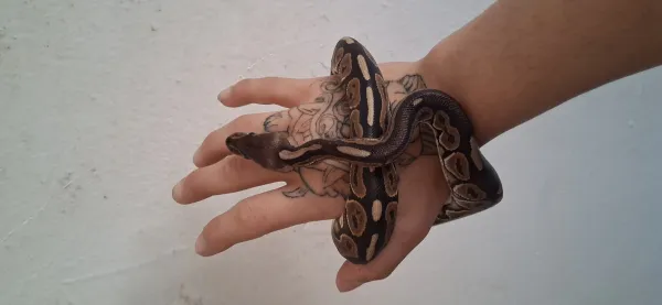 Black pastel het pied ball piton 65cm - Antalya konumunda Satılık ilan