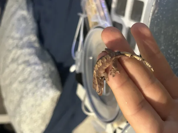 Crested gecko üst kalite yavrular 5