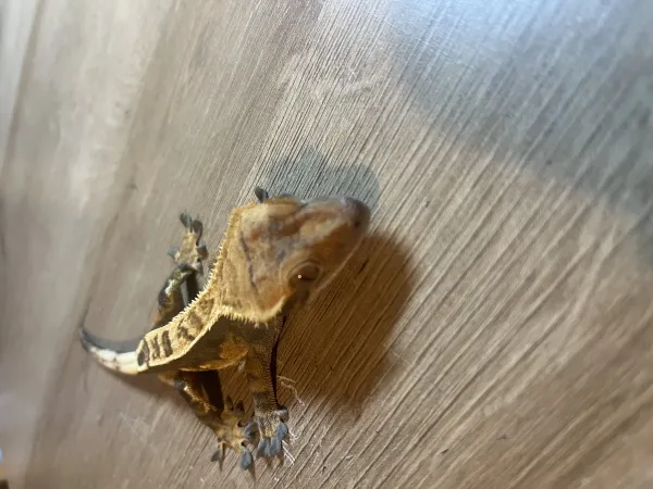 1,5 yaşında sağlıklı erkek Crested Geckolar 4