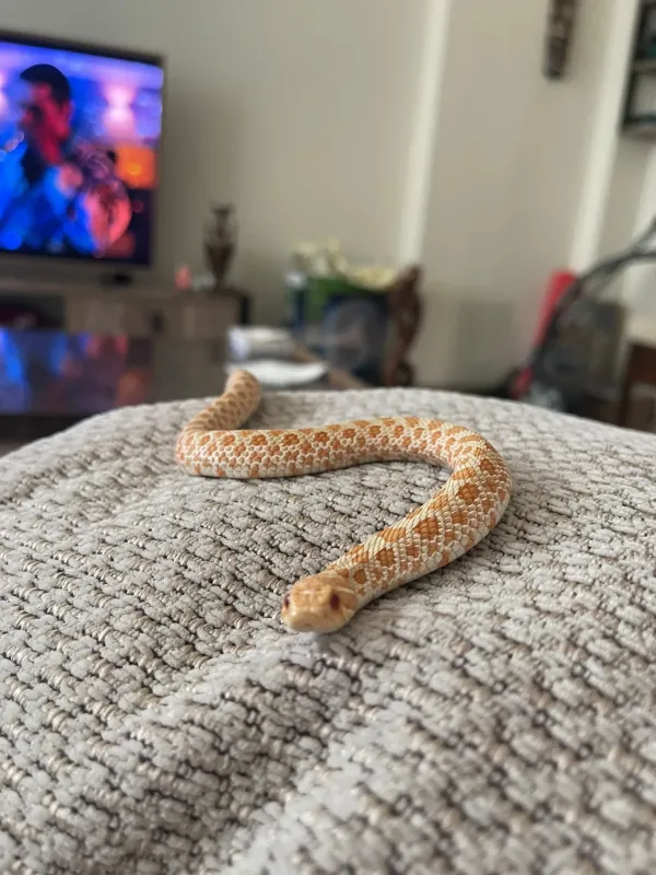 1 yaşına yakın erkek hognose snake 3