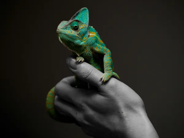 Nadir Yemen Bukelemunu (vieled chameleon) 1