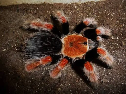 O Sadece Burada Boehmei Ateş Bacak! 1