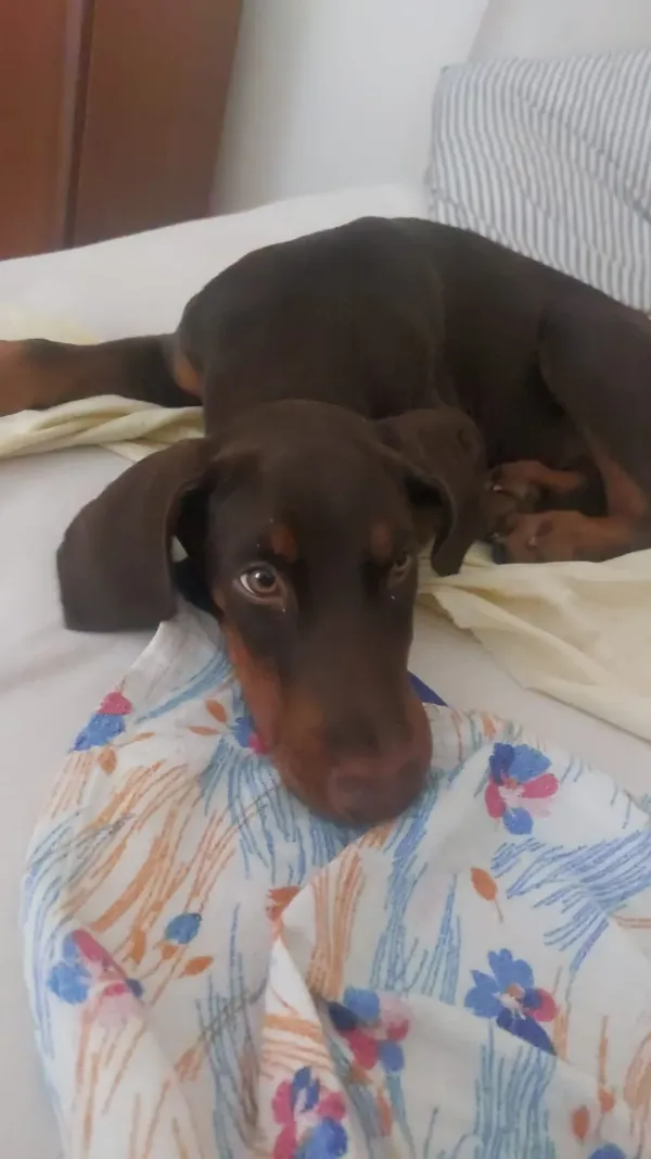 Nadir Bulunan Kızıl Kahve Doberman 2