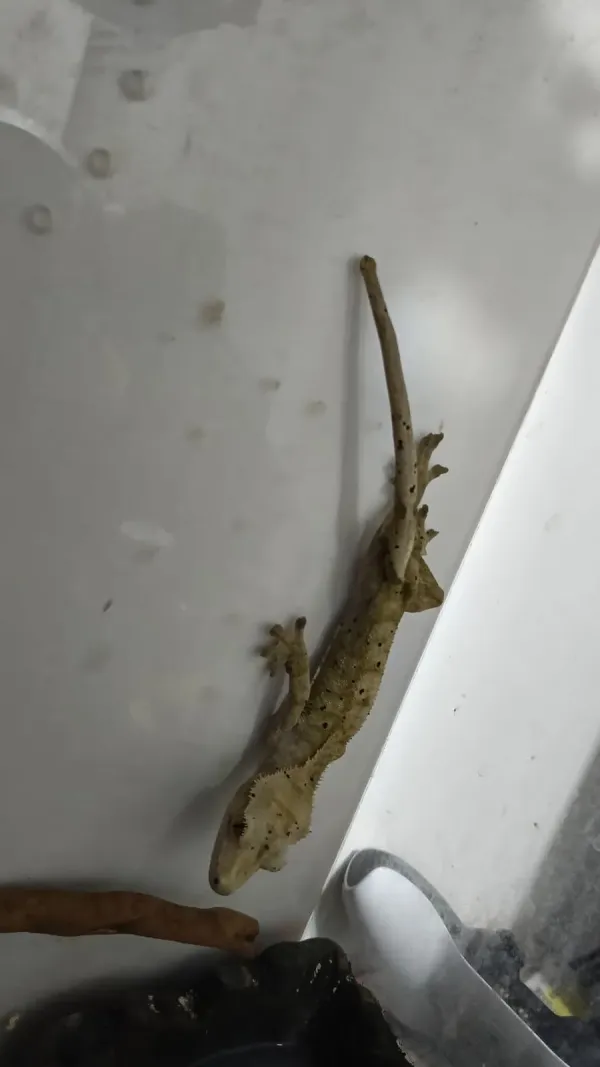 Yetişkin Erkek Crested Gecko + 40x40x60 Teraryum 2