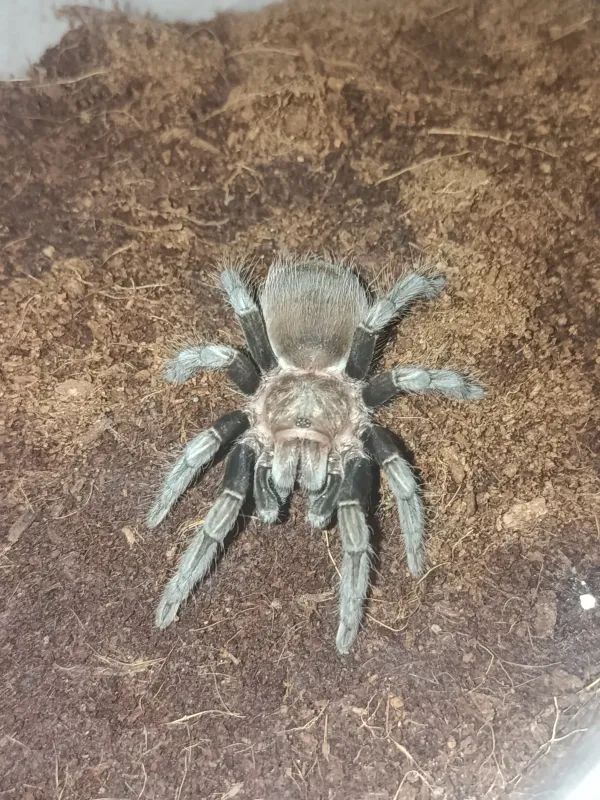 Tliltocatl vagans L-10 boyutunda 3