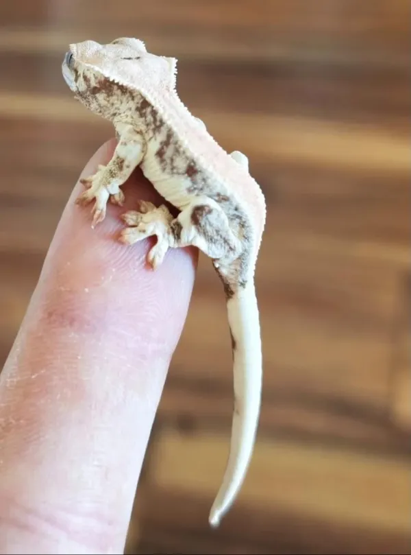 Yavru Crested Gecko 4