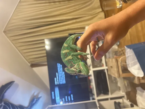 Nadir Yemen Bukelemunu (vieled chameleon) 5