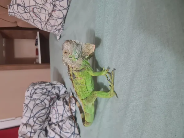 Yeşil iguana - yılan ile takasa açığım - Ankara konumunda Takasa Açık ilan