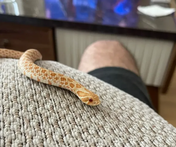 1 yaşına yakın erkek hognose snake 1