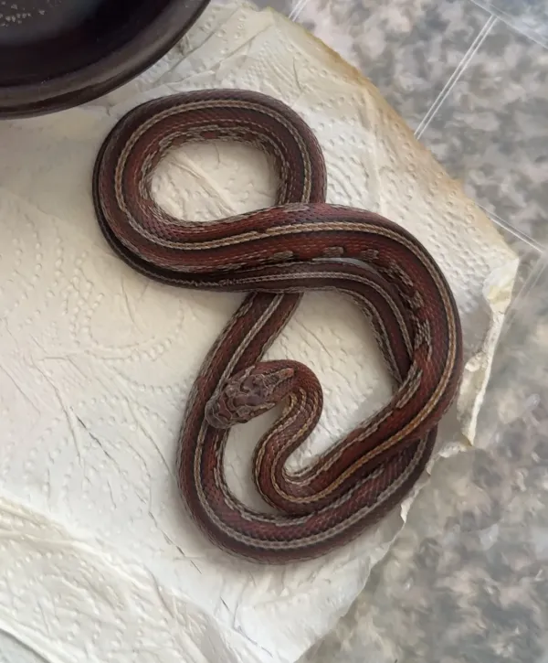 Corn snake iki farklı morph 1