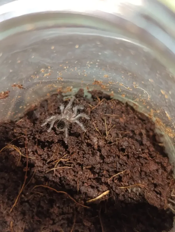 tarantula slingleri ve empusa fasciatalar 1