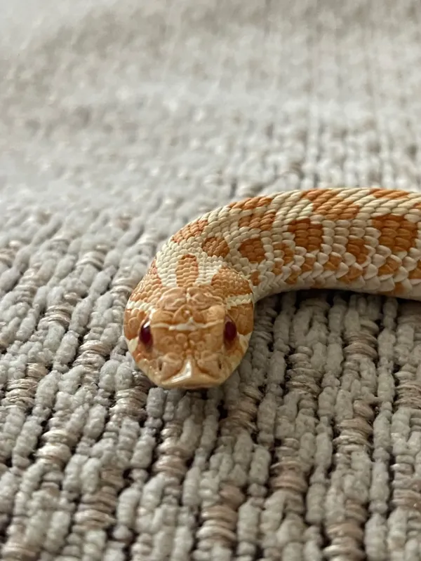 1 yaşına yakın erkek hognose snake 2