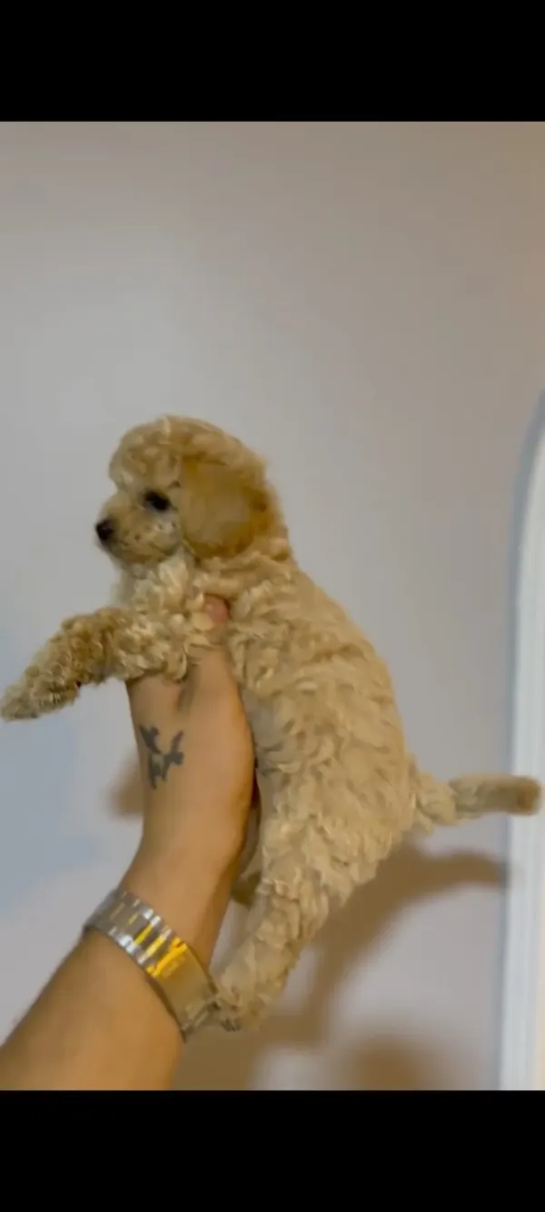 Irk garantili aşılı poodle yavrular 2