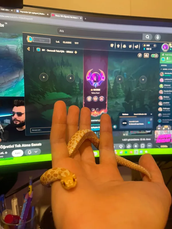 1 yaşına yakın erkek hognose snake 4